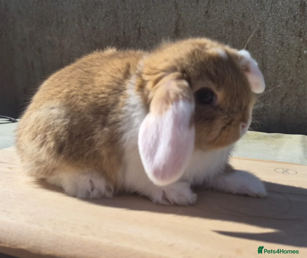 Mixed Breed rabbits for sale: Female Mini Lop Bunnies - Advert 1