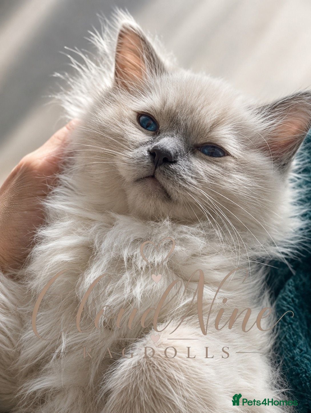 Ragdoll cats 1 Stunning TICA-Registered Ragdoll Boy - Simon - Advert 2