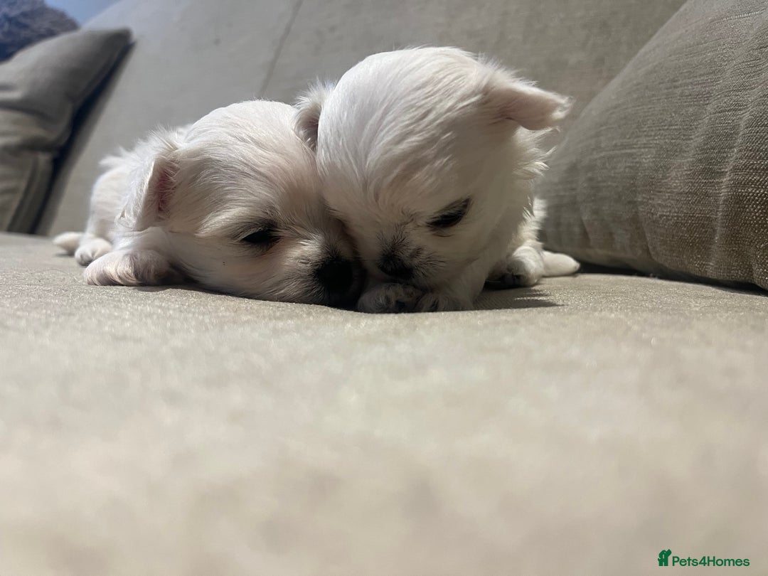 Maltese dogs for sale: Tiny Korean Maltese Boys - Advert 27