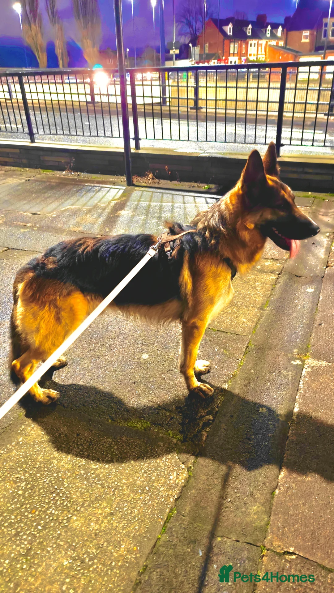 German Shepherd dogs for sale: German Shepherd for sale reluctantly - Advert 1