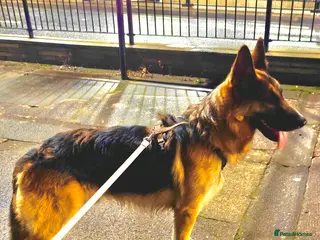 German Shepherd dogs German Shepherd for sale reluctantly - Advert 1