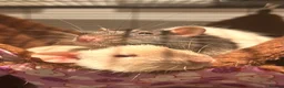 Rat rodents for sale: group of 4 friendly rats (cage+everything incl) - Advert 20