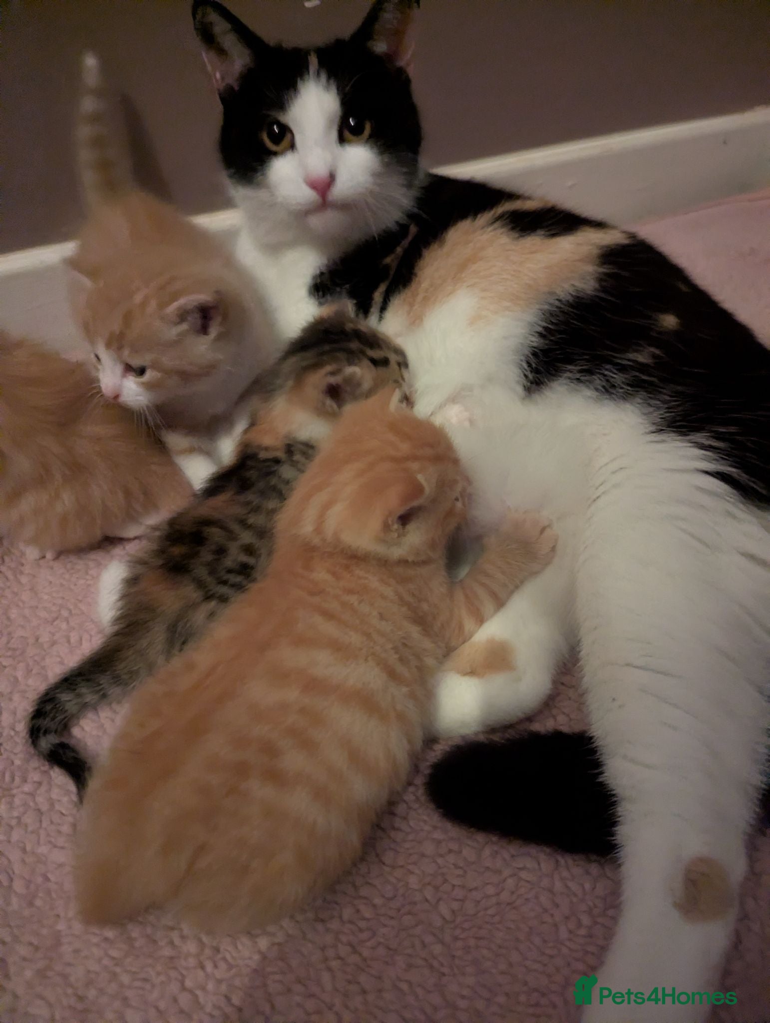 Turkish Van cats Beautiful little kittens  - Advert 1