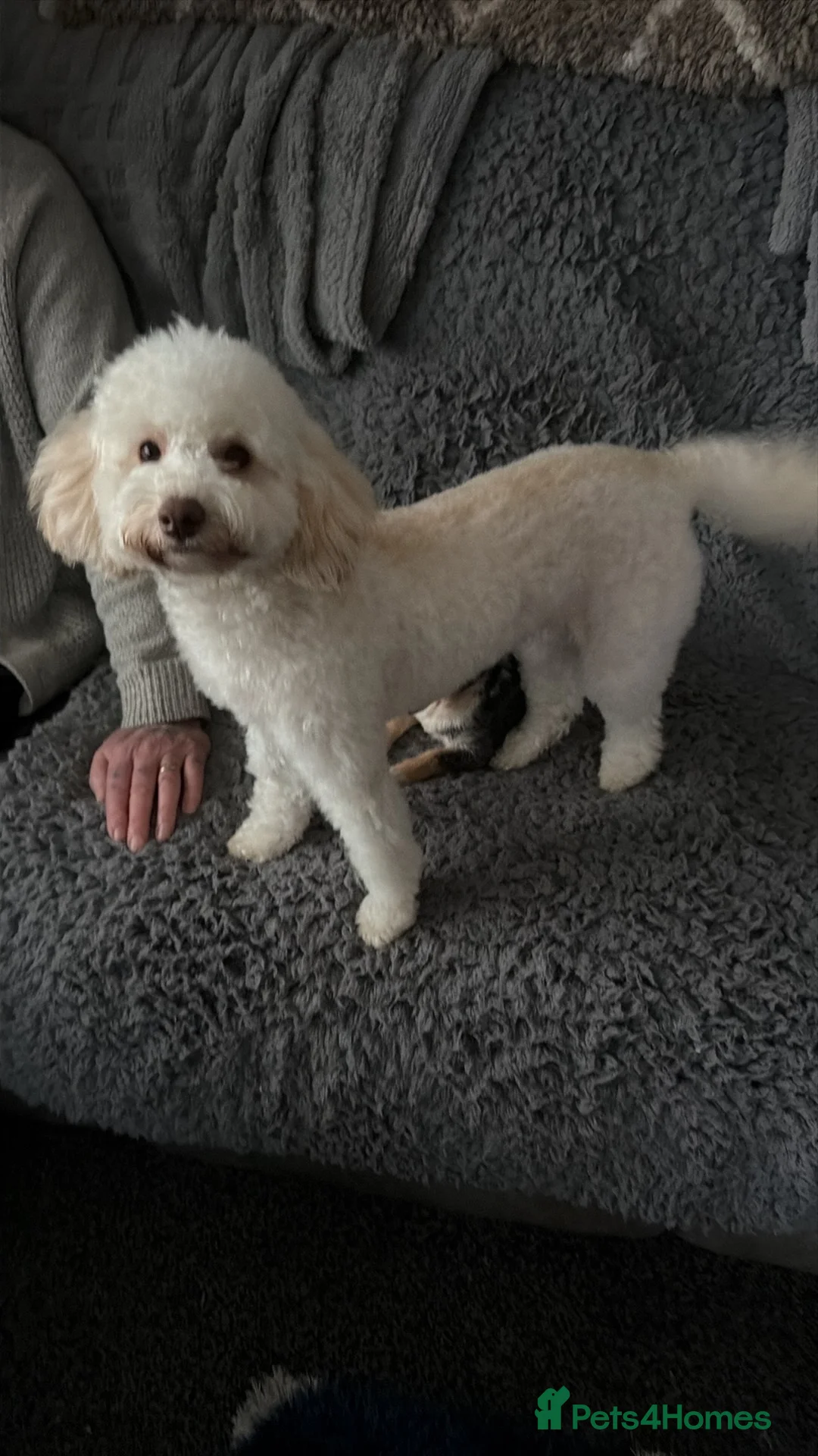 Poodle dogs for sale: Betty in Doncaster - Advert 1