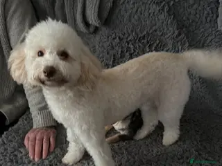 Poodle dogs Betty - Advert 3