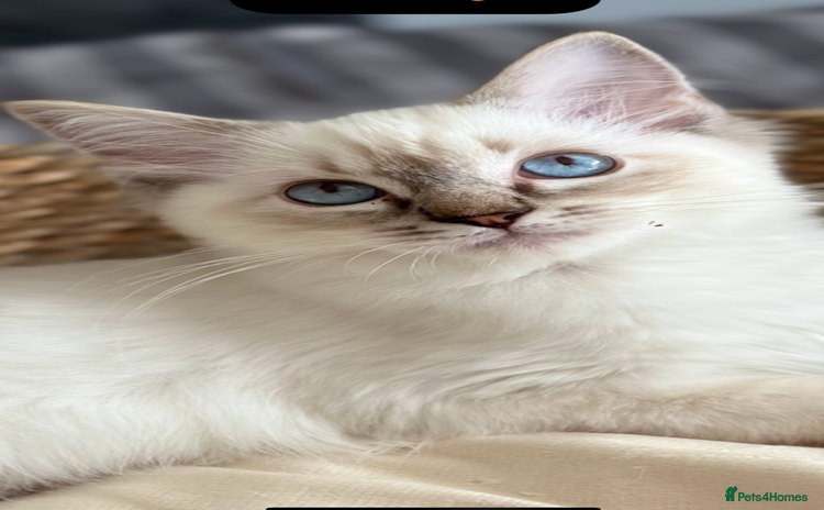 Ragdoll cats - Advert 1
