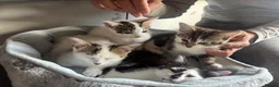 American Shorthair cats for sale: Four Kittens 💖 - Advert 2