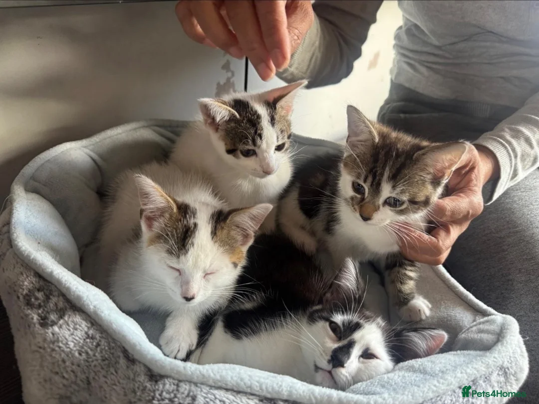 American Shorthair cats for sale: Four Kittens 💖 - Advert 2