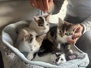 American Shorthair cats Four Kittens 💖 - Advert 2