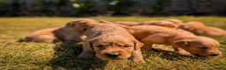 Golden Retriever dogs for sale: KC Working Golden Retriever Puppies in Launceston - Advert 5