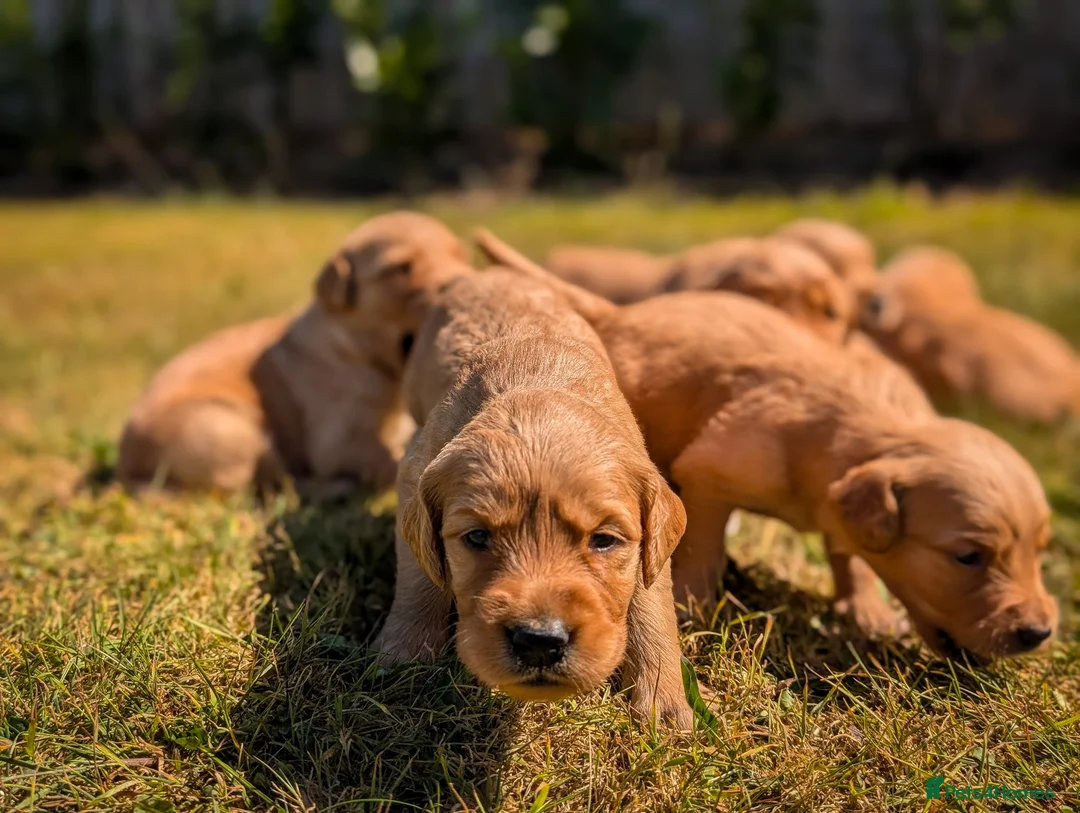 Golden Retriever dogs for sale: KC Working Golden Retriever Puppies in Launceston - Advert 5