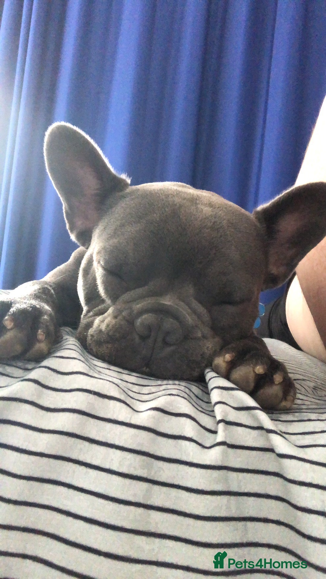 French Bulldog dogs for stud: Blue&Tan French Bulldog ready for stud £500 in Northampton - Advert 16
