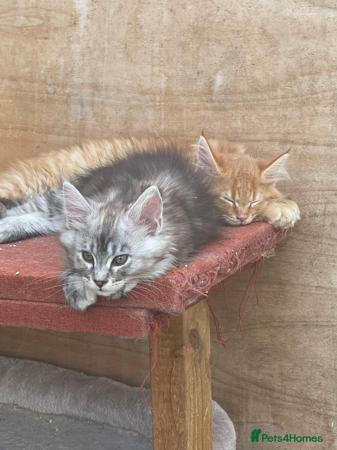 Maine Coon cats for sale: 2 pure mainecoon kittens ready now to leave  - Image 26