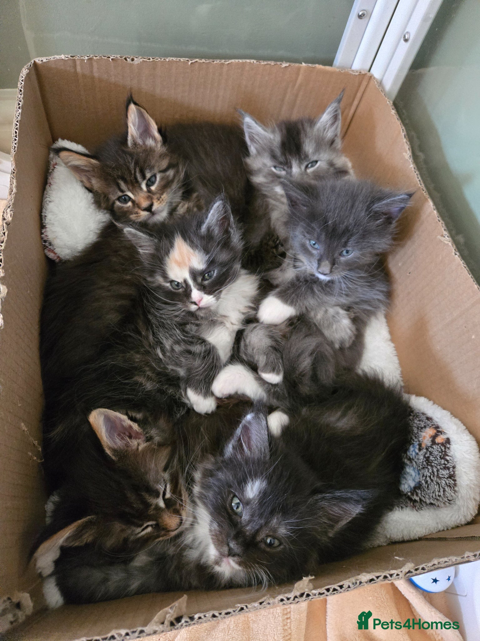 Maine Coon cats GCCF Registered Maine Coon Kittens  - Advert 15