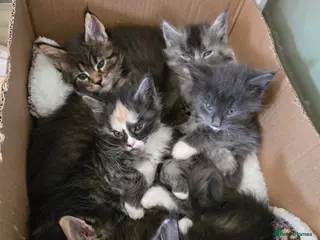 Maine Coon cats GCCF Registered Maine Coon Kittens - Advert 15