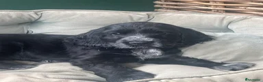 Cocker Spaniel 9