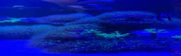 Other/Mixed Breed fish for sale: Full set up Marine fish tank - Advert 15