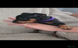 Miniature Pinscher dogs for sale: Beautiful Miniature pinscher Puppies  - Image 9