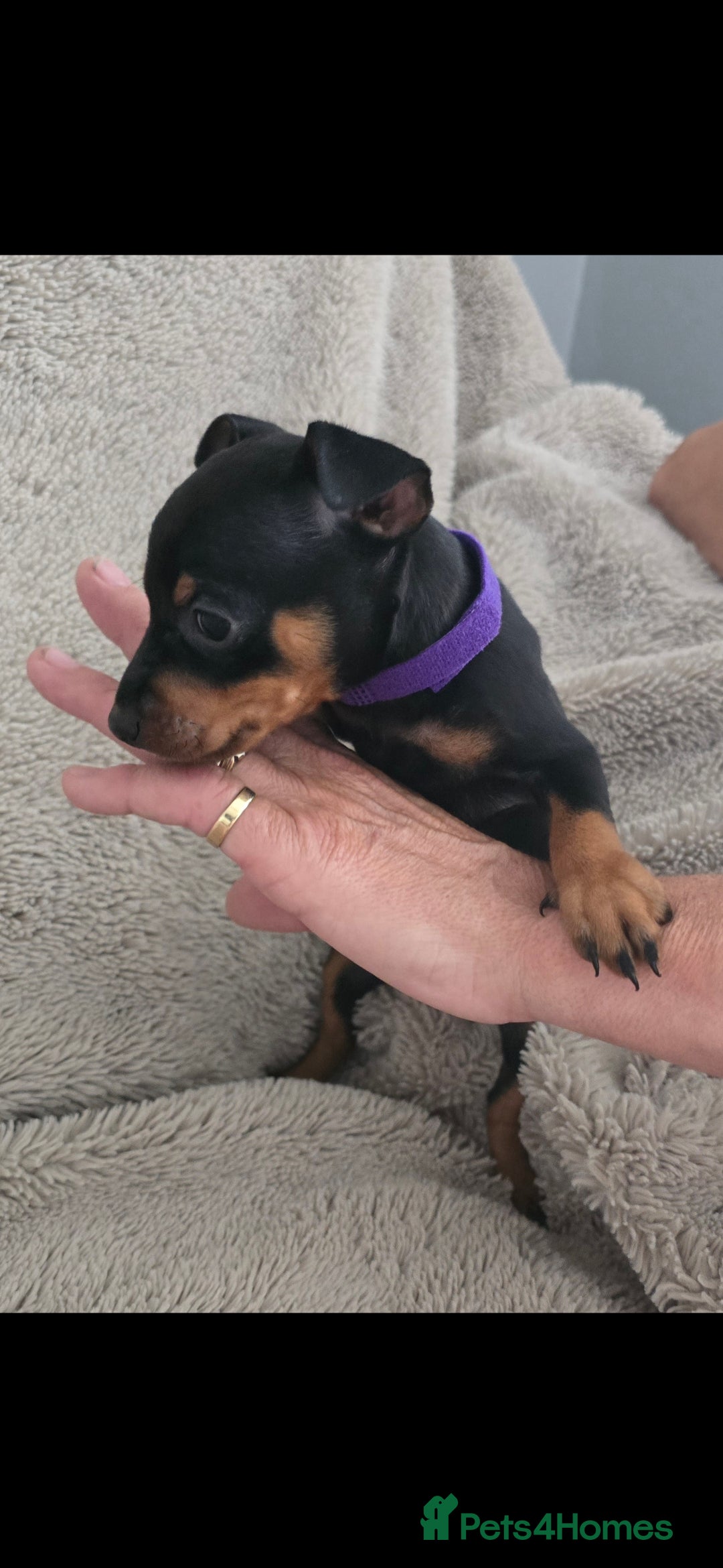 Miniature Pinscher dogs for sale: Beautiful Miniature pinscher Puppies  - Image 9