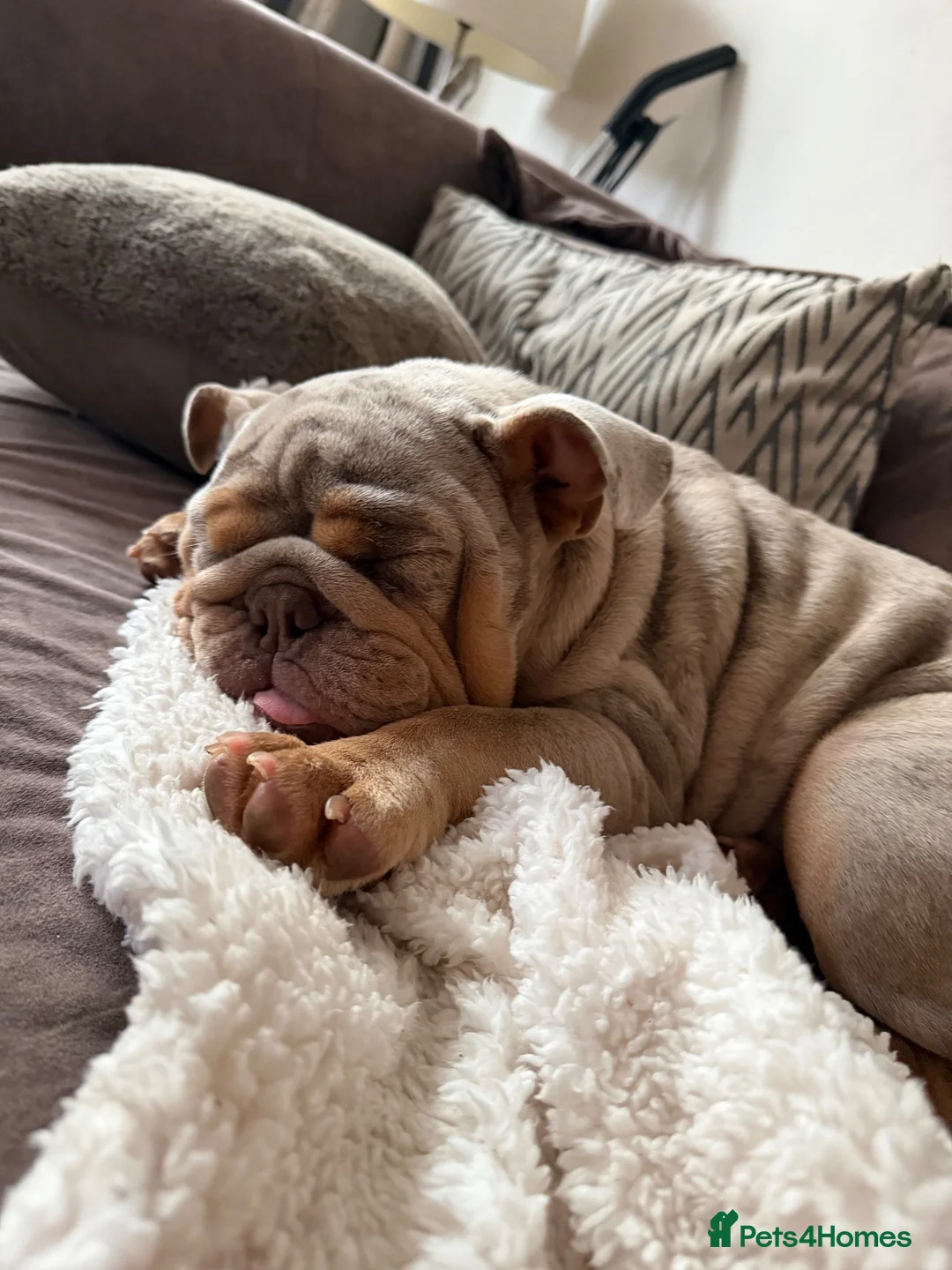 English Bulldog dogs for sale: Gracie - Advert 1