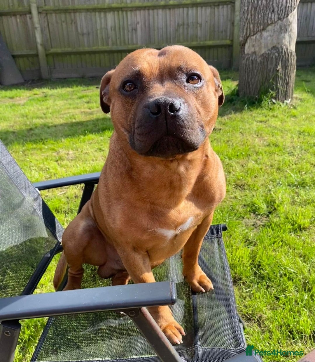 Staffordshire Bull Terrier dogs for sale: RED STAFF puppie girl - Image 3