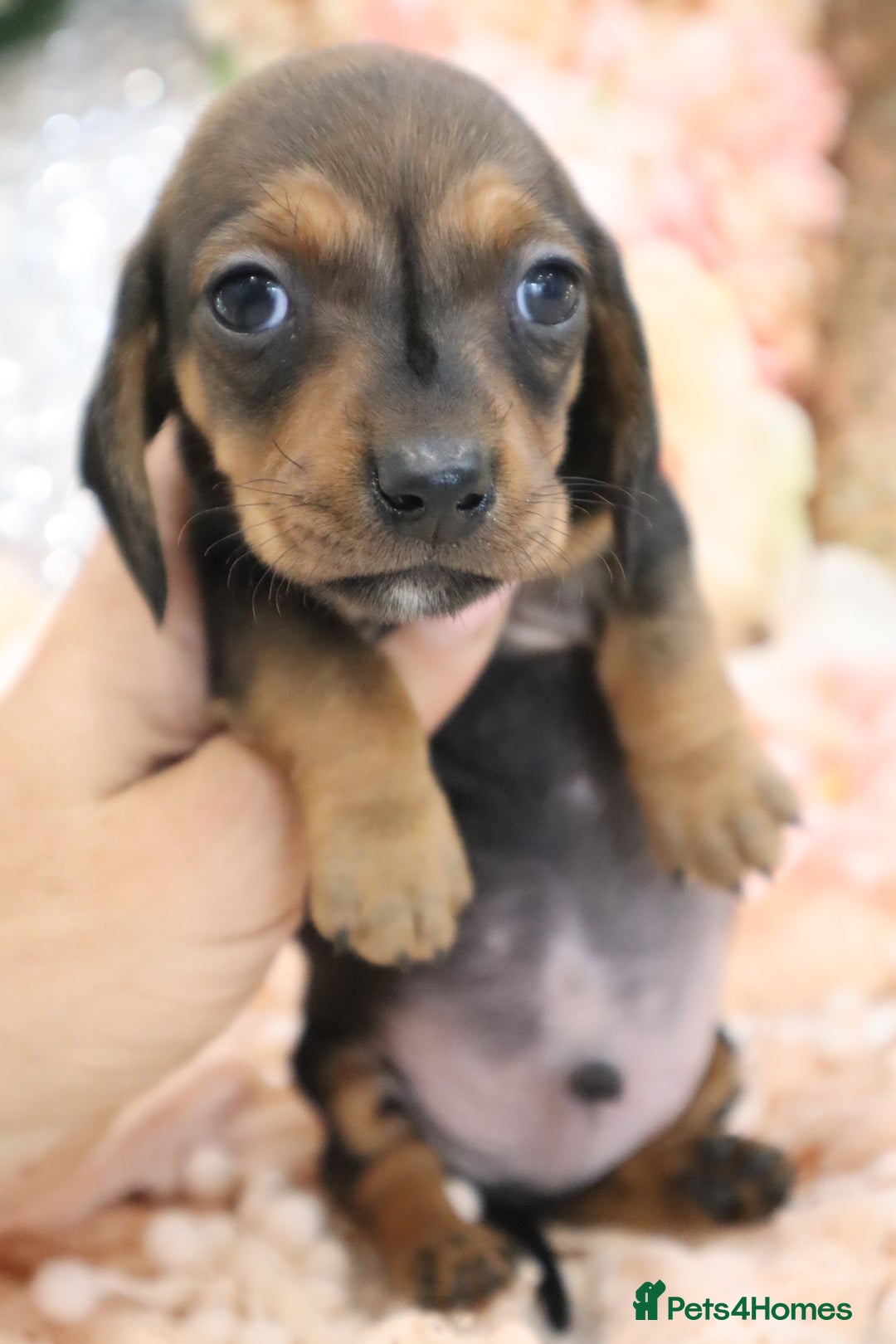 Miniature Dachshund dogs for sale: KC Registered Miniature Dachshund Puppies - Image 18