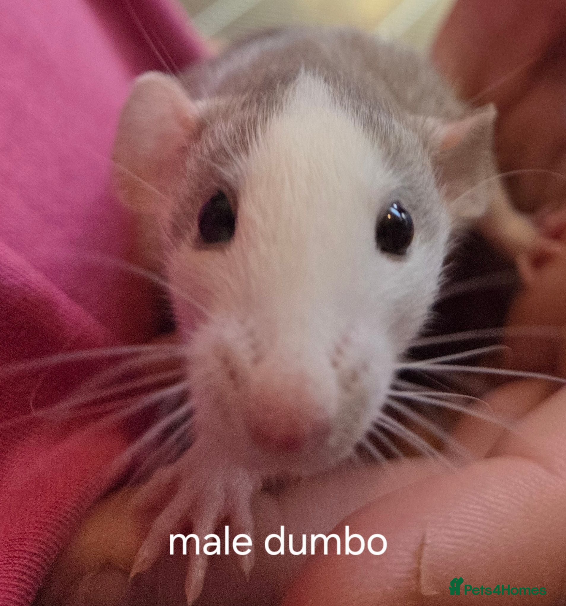 Rat rodents Dumbos and fancy rats ready now.  - Advert 2