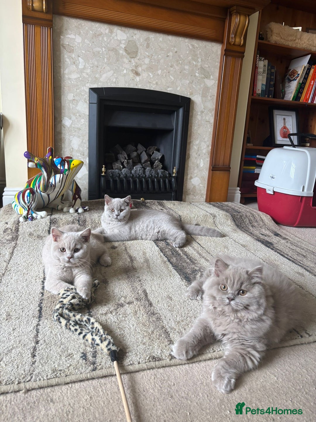 British Shorthair cats for sale: One Girl available - GCCF Beautiful Chunky BSH  in Salisbury - Image 14