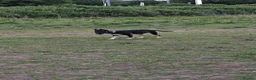 Mixed Breed dogs for sale: 6 month English Bull terrier F mix in Canterbury - Advert 9