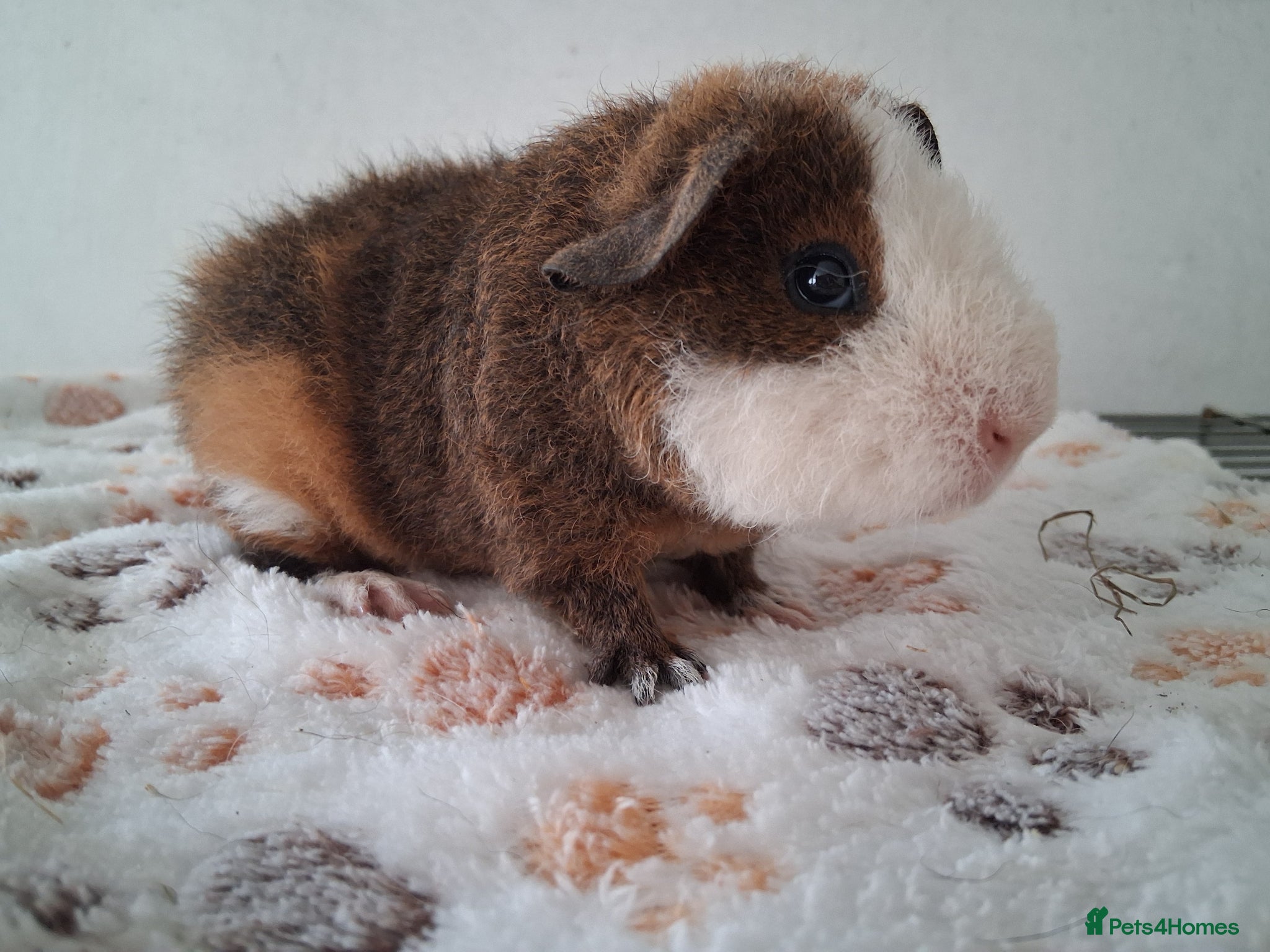 Guinea Pig rodents Teddy babies - Advert 2