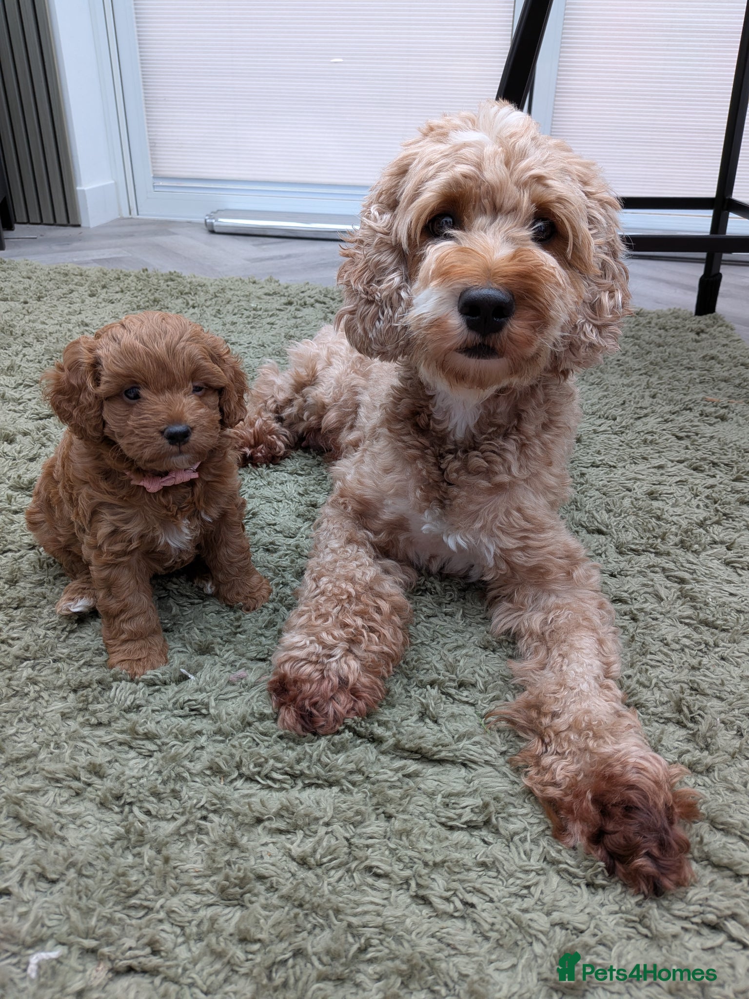 Cockapoo dogs 🐾 Beautiful F1B Cockapoo Puppies - Advert 15
