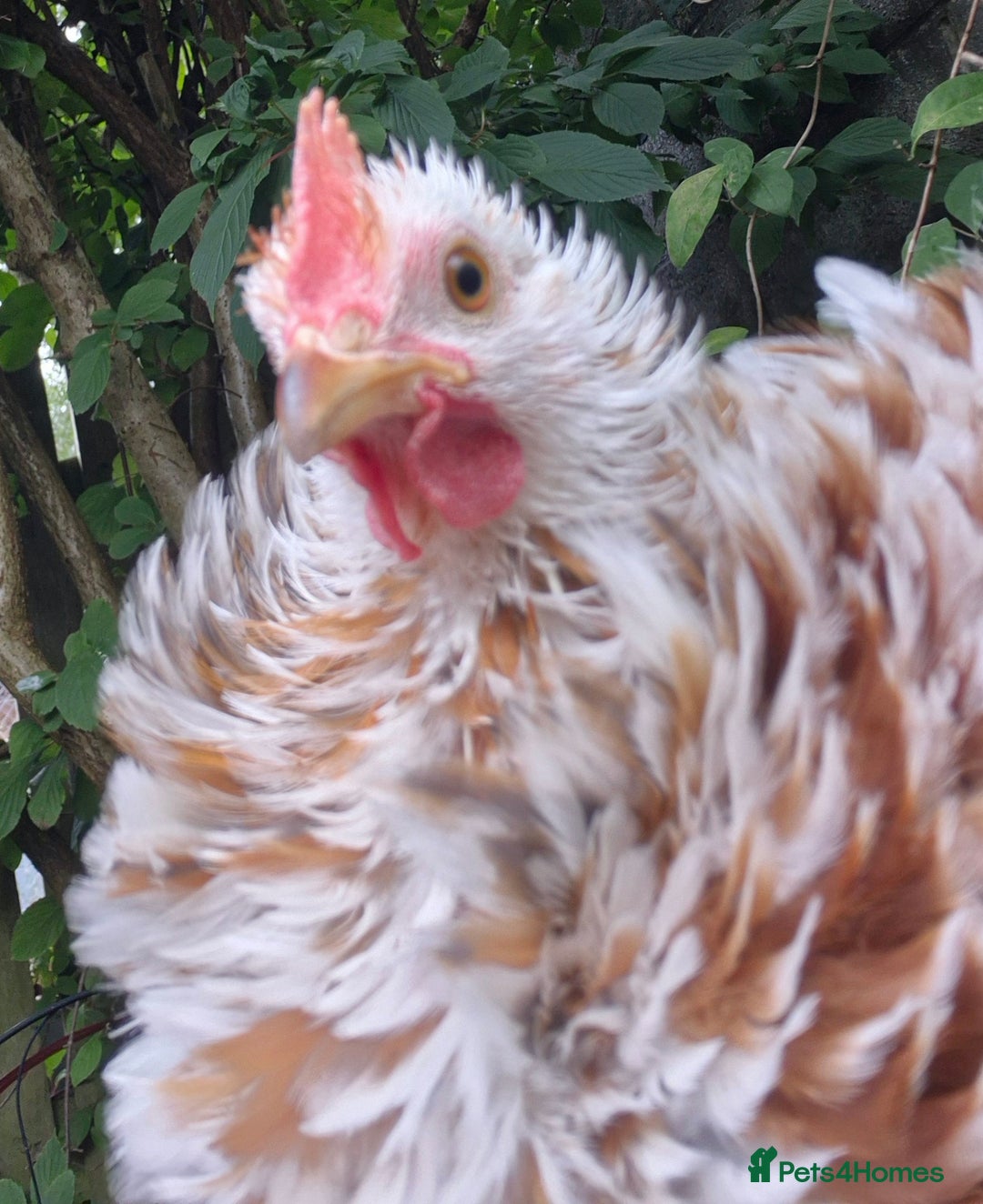 Chickens poultry for sale: Peking bantams and Polish bantams  - Image 9