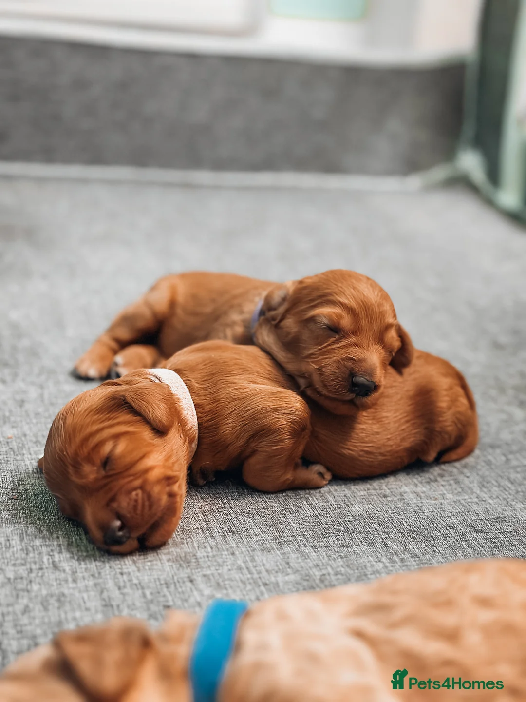 Labradoodle dogs for sale: LAST FEW PUPS - F2B Labradoodle Puppies - Advert 4