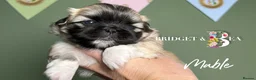 Pekingese dogs for sale: 🩷READY NOW 1 girl 1 boy 🩵 - Advert 16
