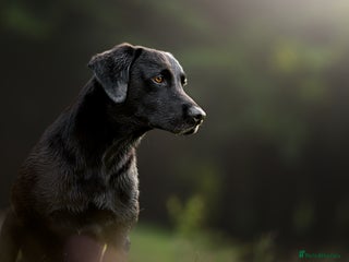 Labrador Retriever dogs in Runcorn - Advert 20