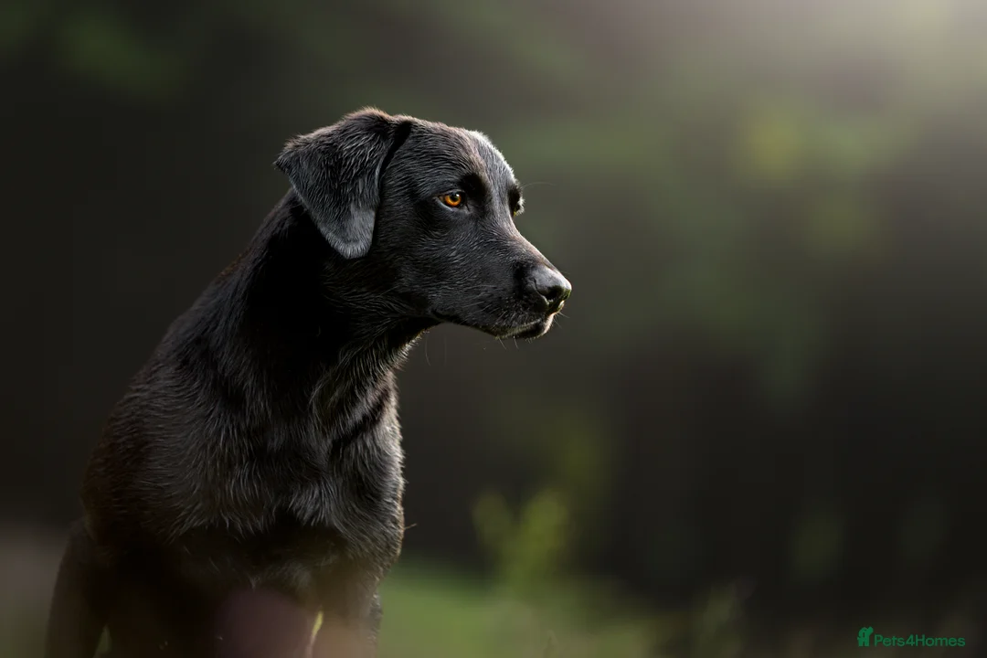 Labrador Retriever dogs for stud: Champ Sired KC FTW Black Lab Full Health Tests in Runcorn - Advert 1