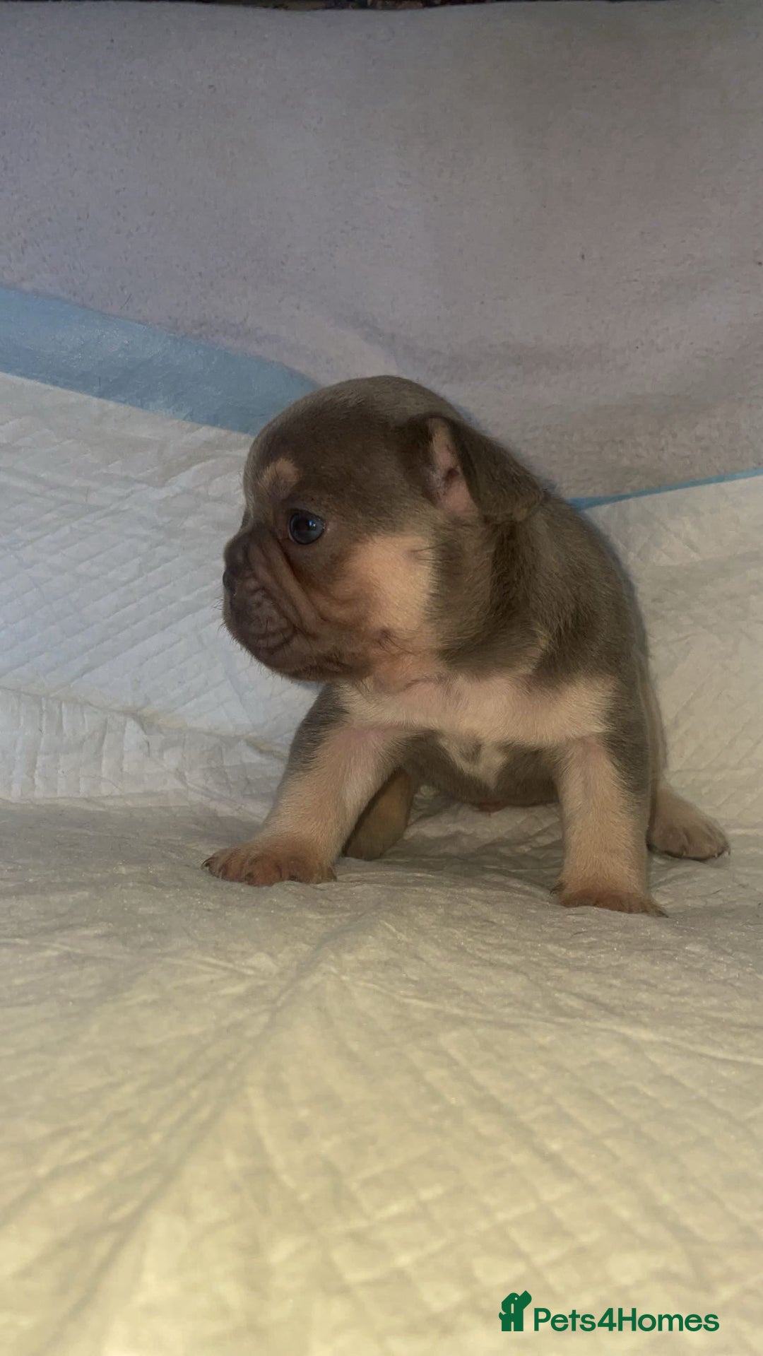 French Bulldog dogs for sale: Beautiful French Bulldog Puppies - Advert 3