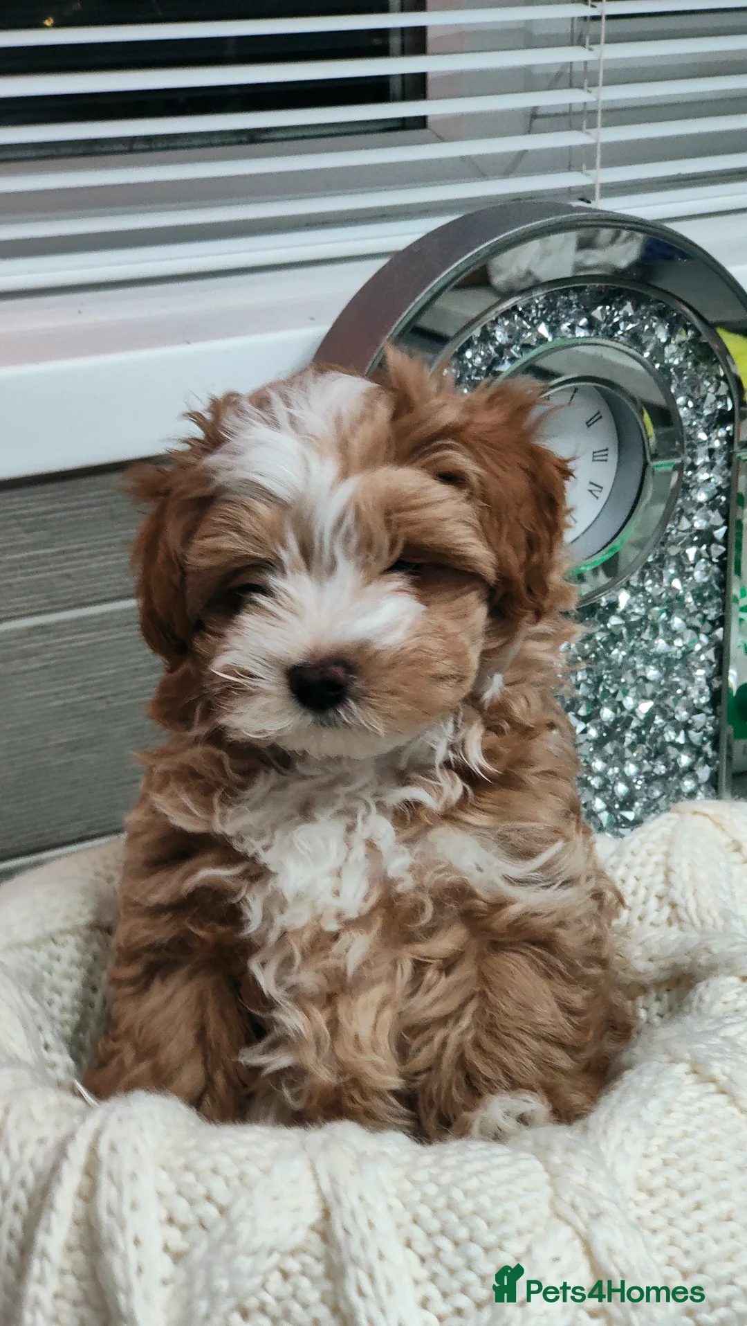 Maltipoo dogs for sale: Exclusive F1 Tiny Asian Maltipoo Puppies  - Advert 13