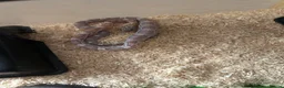 Corn Snake reptiles for sale: Young corn snake for sale  - Advert 2