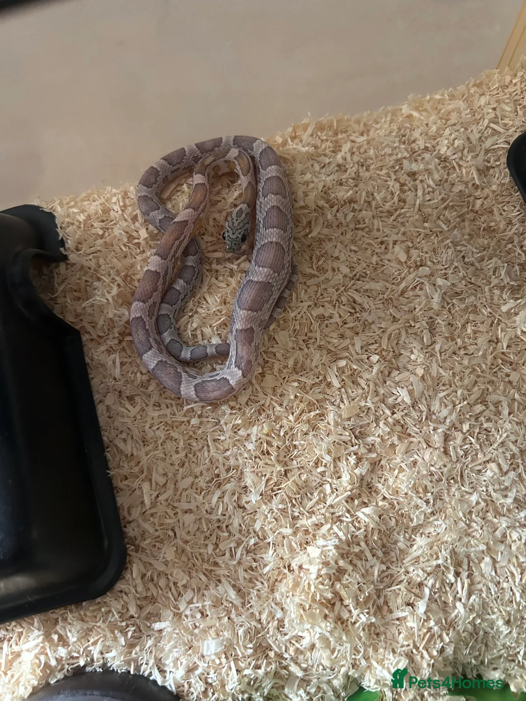 Corn Snake reptiles for sale: Young corn snake for sale  - Advert 2