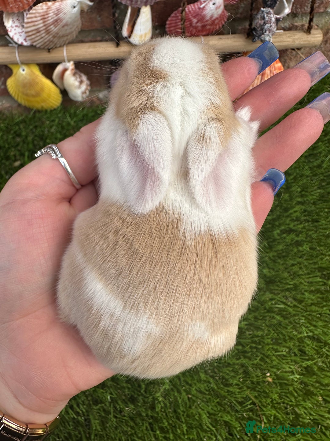 Mini Lop rabbits for sale: Stunning mini lops - Image 26