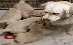 Golden Retriever dogs for sale: Golden retriever puppies  - Image 9