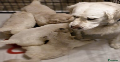 Golden Retriever dogs Golden retriever puppies  - Advert 5