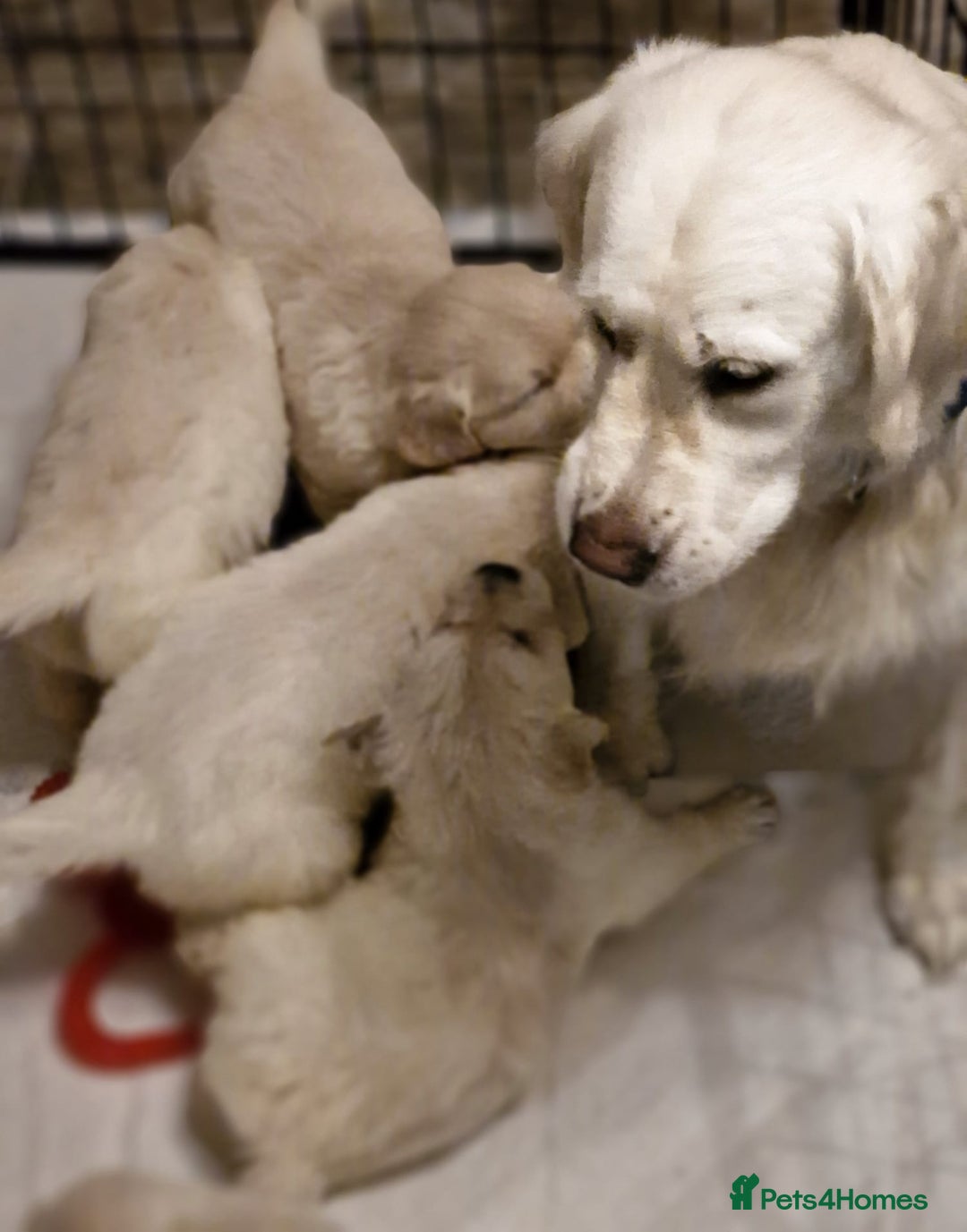 Golden Retriever dogs for sale: Golden retriever puppies  - Image 9