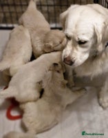 Golden Retriever dogs Golden retriever puppies - Advert 5