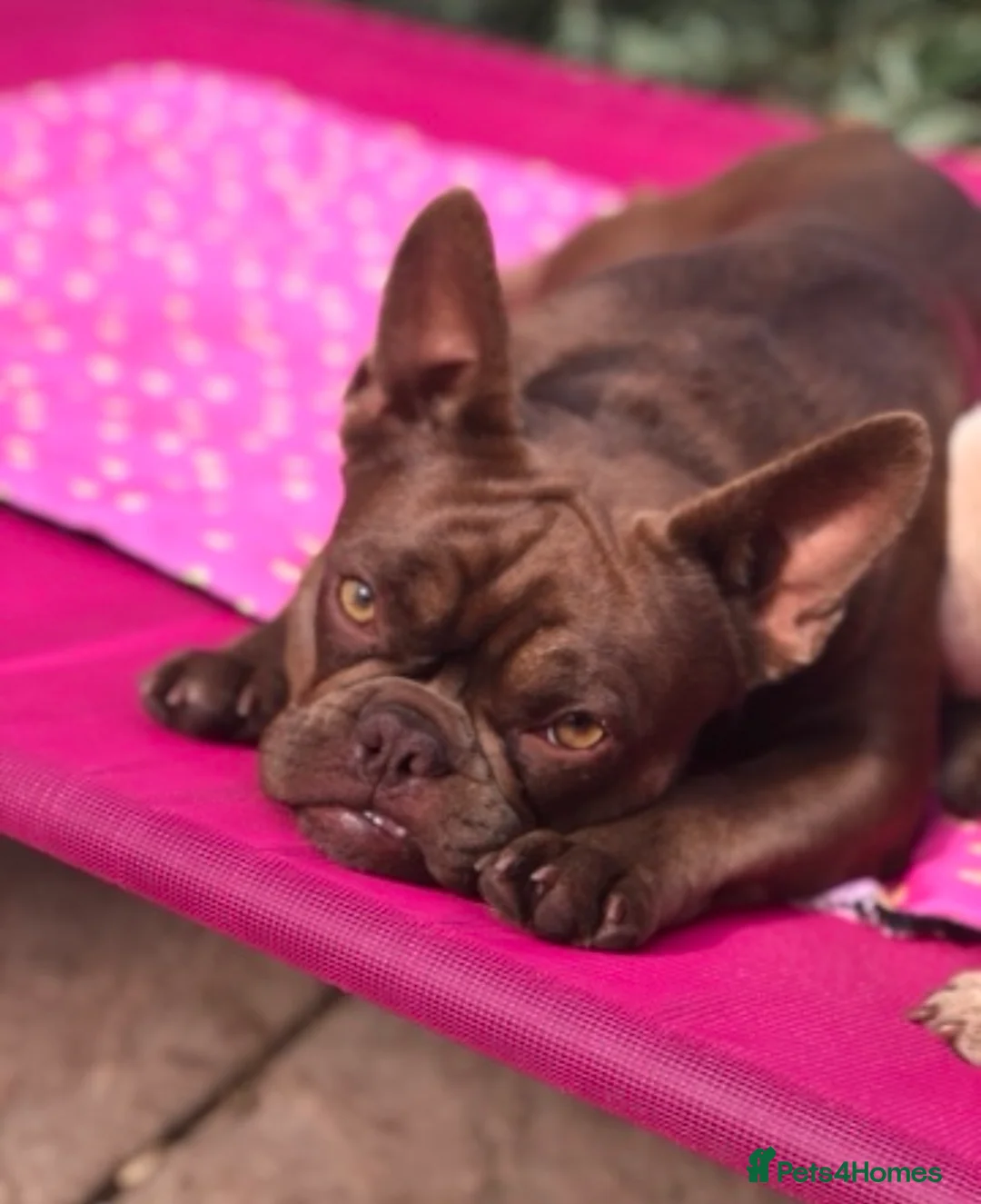 French Bulldog dogs for sale: Looking for a new forever home - Advert 1