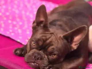 French Bulldog dogs Looking for a new forever home - Advert 1