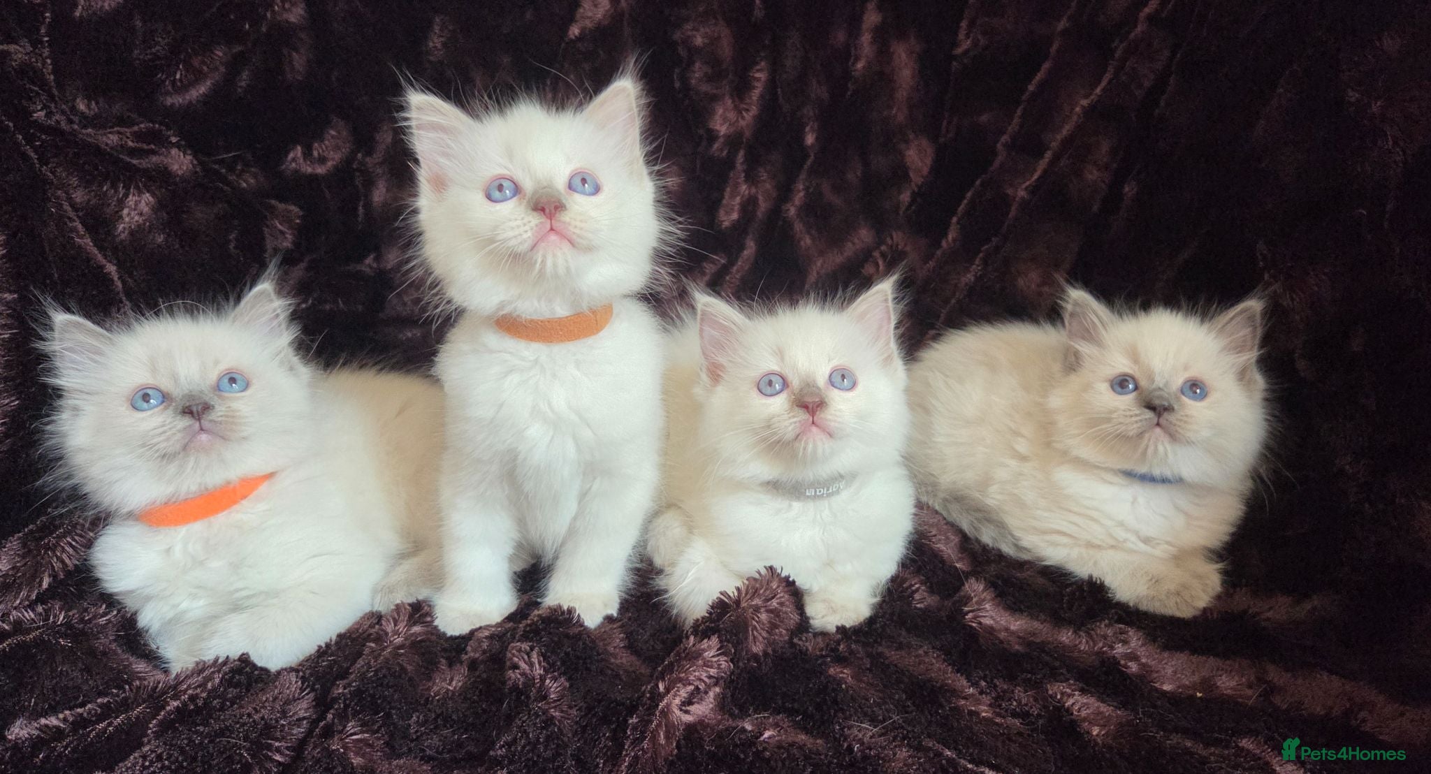 Ragdoll cats 🏆GCCF REG. EXTENSIVELY TESTED RAGDOLL KITTENS 🌟 - Advert 1