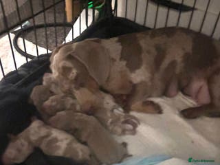 Dachshund dogs Gorgeous Litter - Isabella Dapple / Isabella Tan - Advert 5