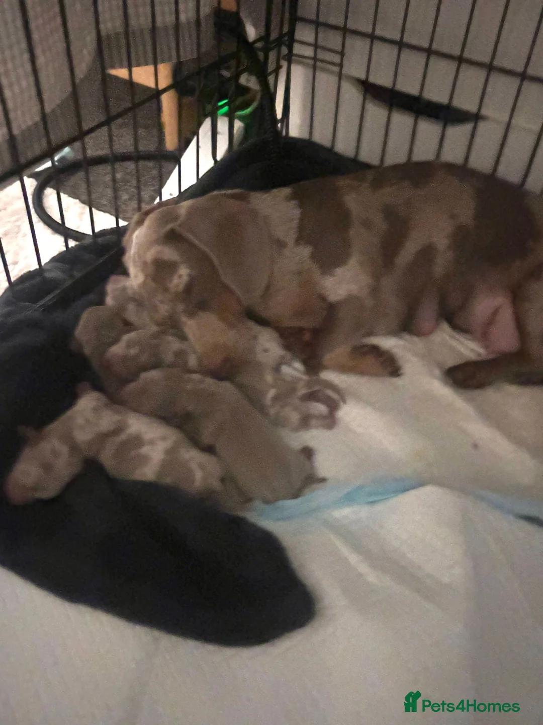 Dachshund dogs for sale: Gorgeous Litter - Isabella Dapple / Isabella Tan - Advert 1